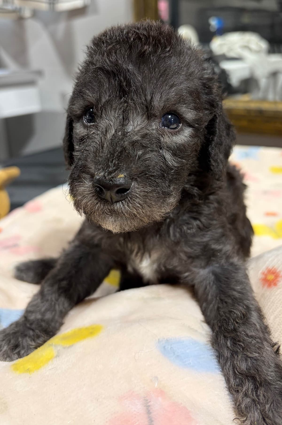 Bedlington Terrier Puppies breeder image 3