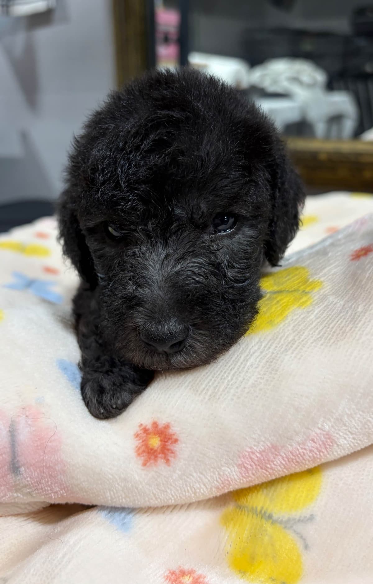 Bedlington Terrier Puppies breeder image 4