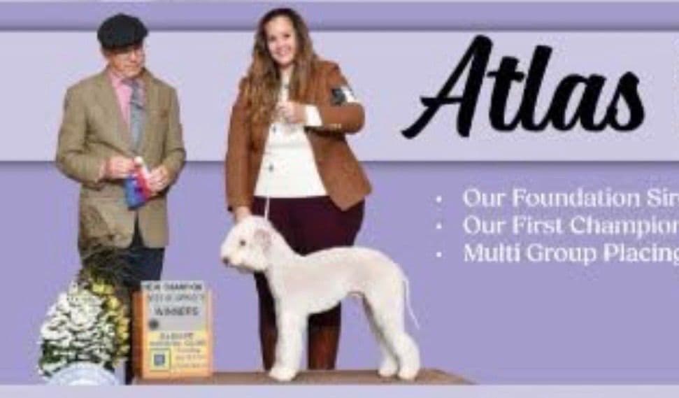 Bedlington Terrier Puppies breeder image 5
