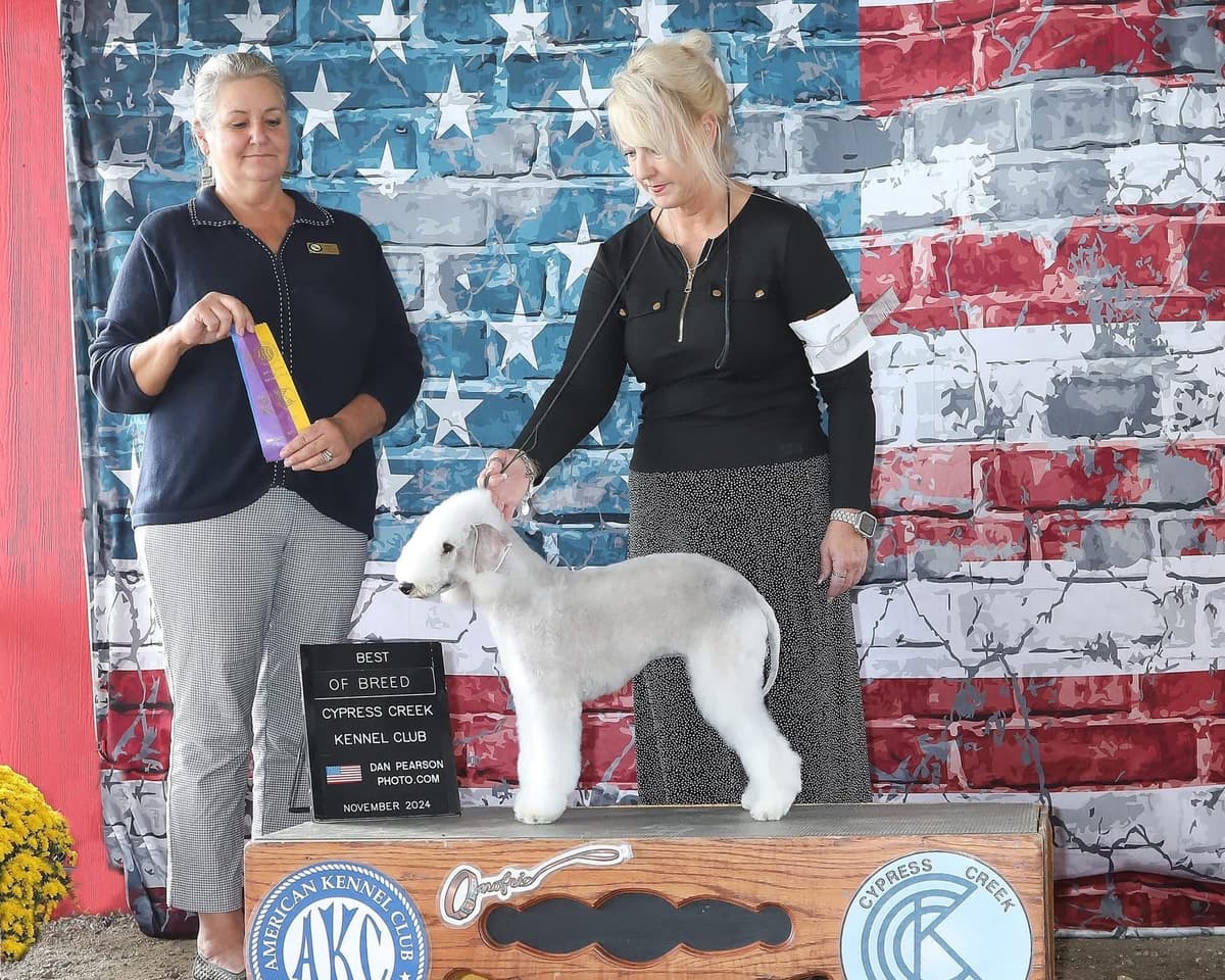 Bedlington Terrier Puppies breeder image 8