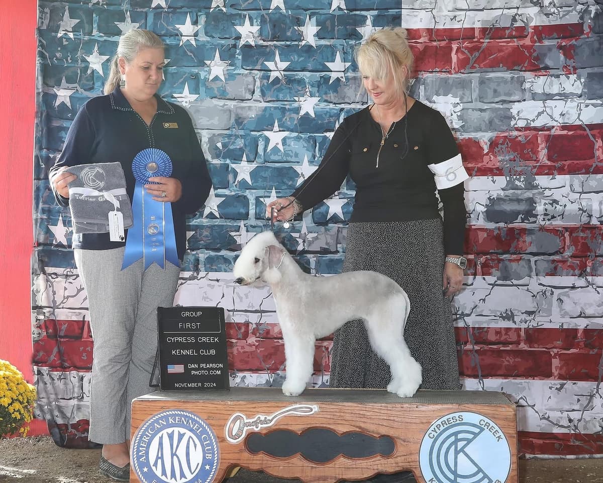 Bedlington Terrier Puppies breeder image 7