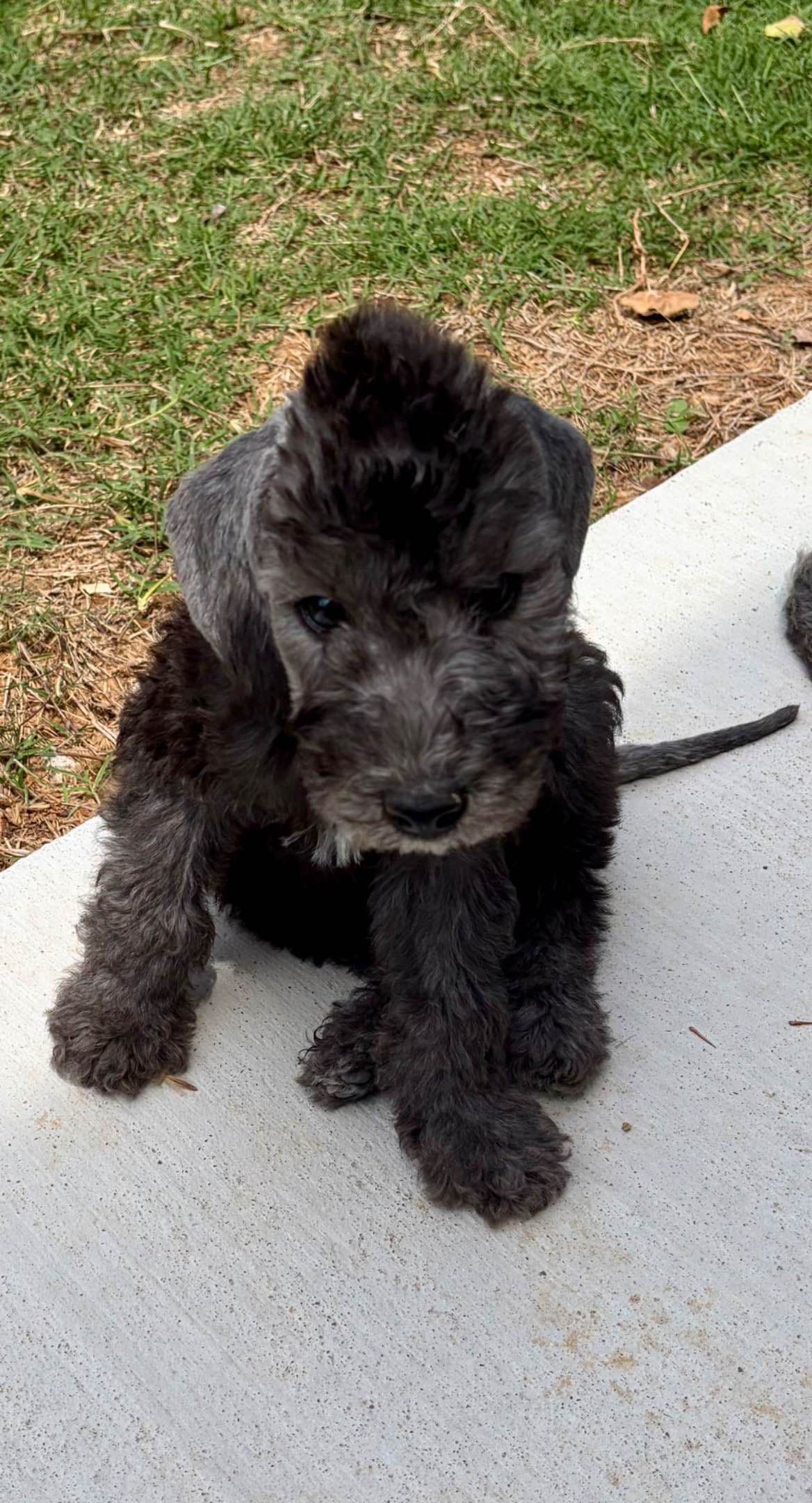 Bedlington Terrier Puppies breeder image 9