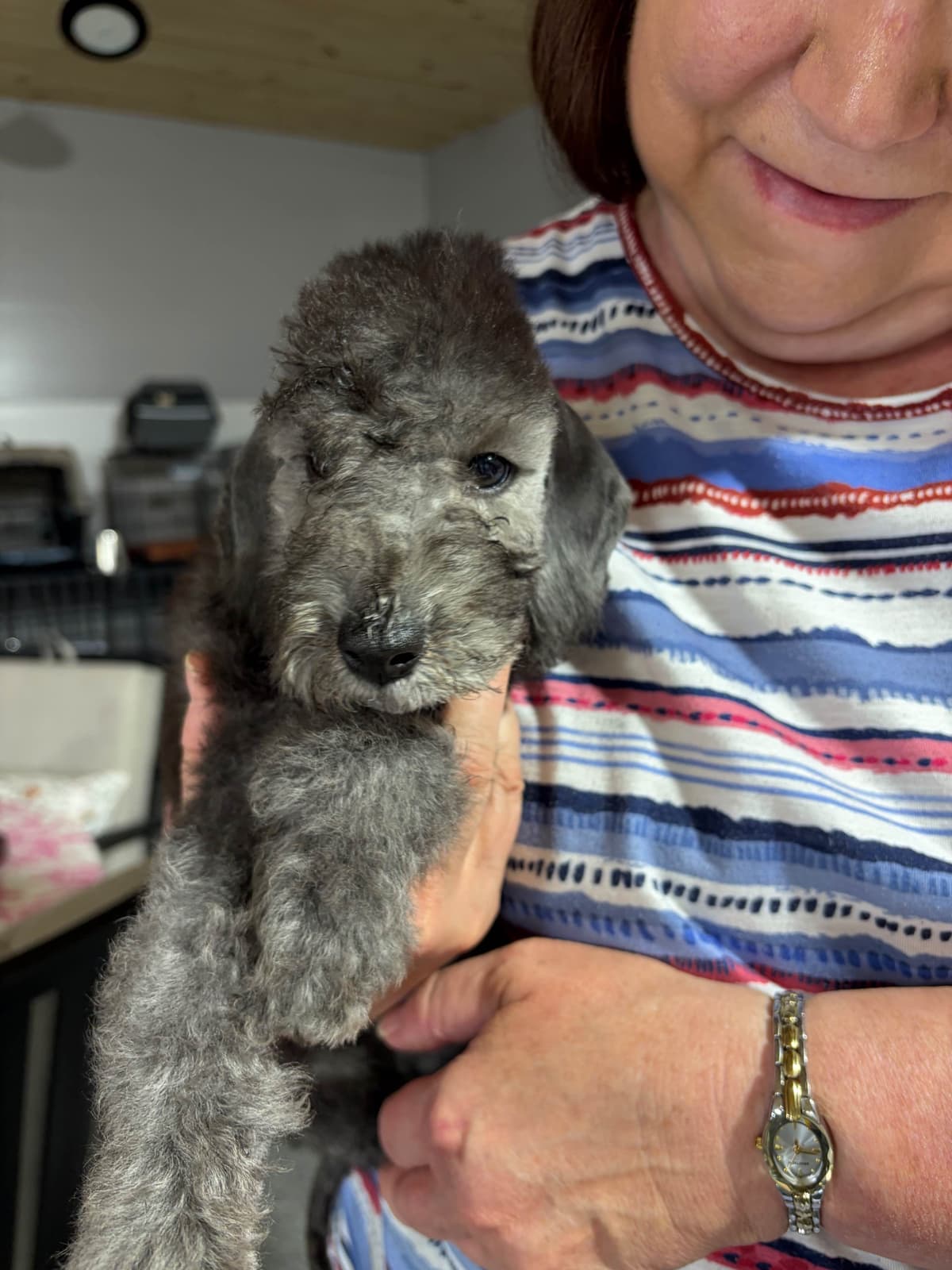 Bedlington Terrier Puppies breeder image 10