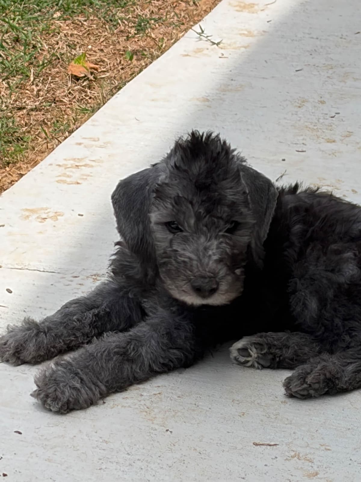 Bedlington Terrier Puppies breeder image 12