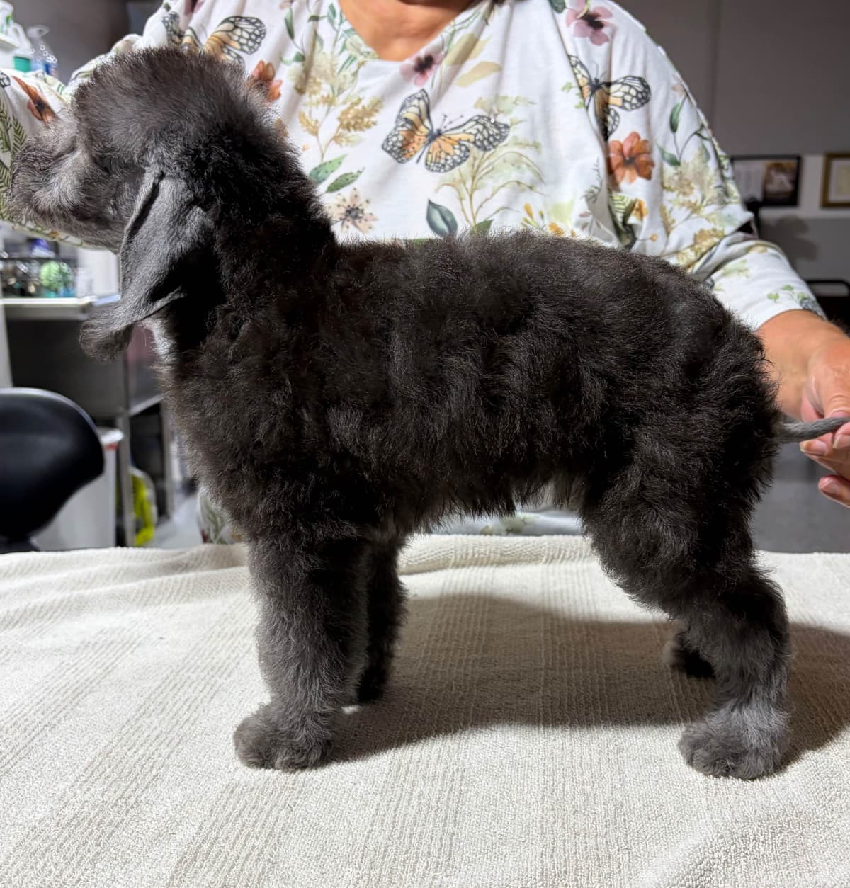 Bedlington Terrier Puppies breeder image 11