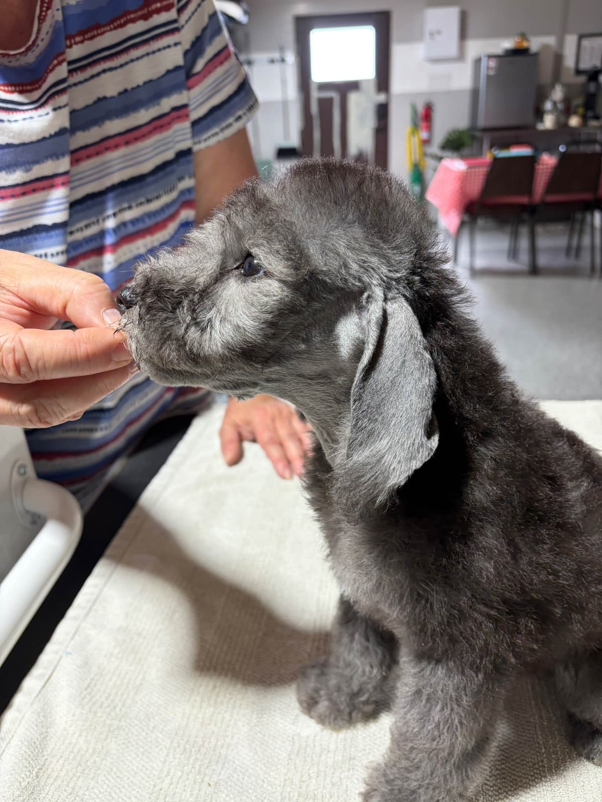 Bedlington Terrier Puppies breeder image 13