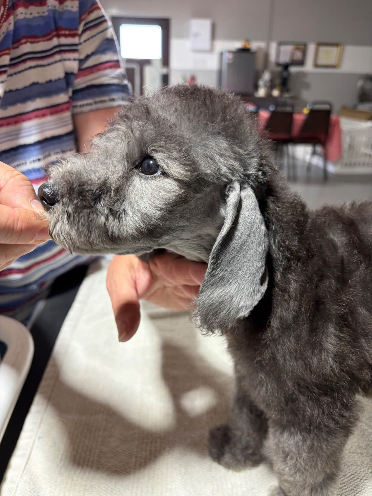 Bedlington Terrier Puppies breeder image 16