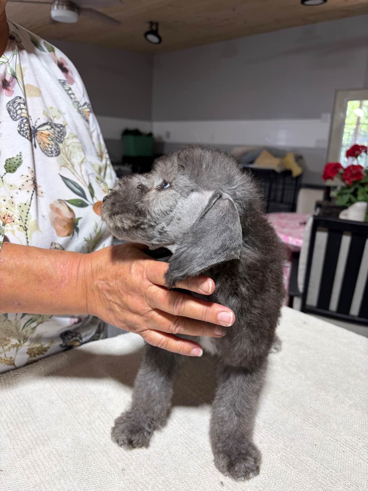 Bedlington Terrier Puppies breeder image 18