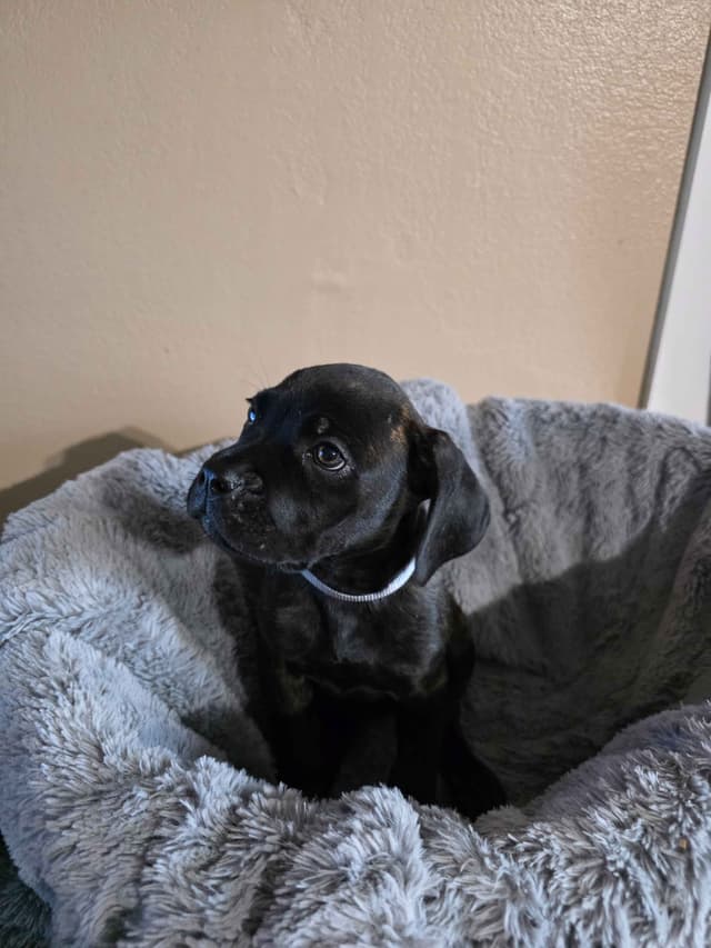 Cane Corso Puppies media 2