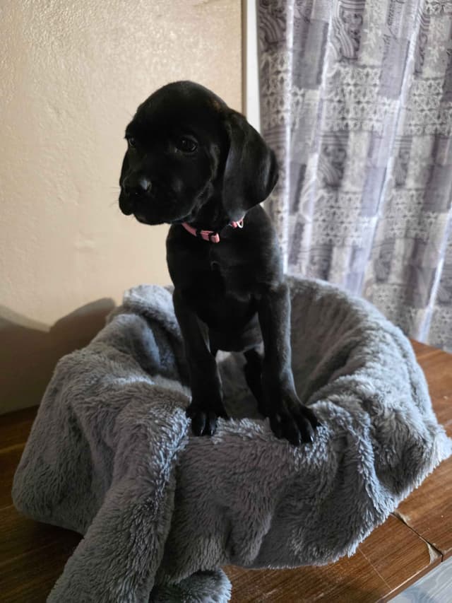 Cane Corso Puppies media 3