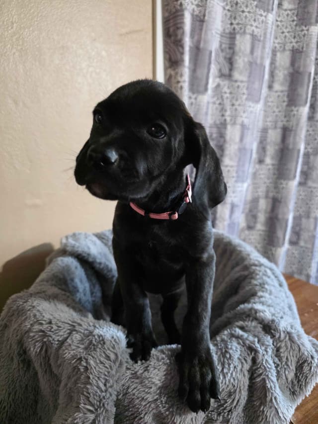 Cane Corso Puppies media 4
