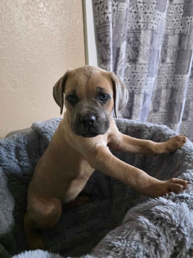 Cane Corso Puppies media 5