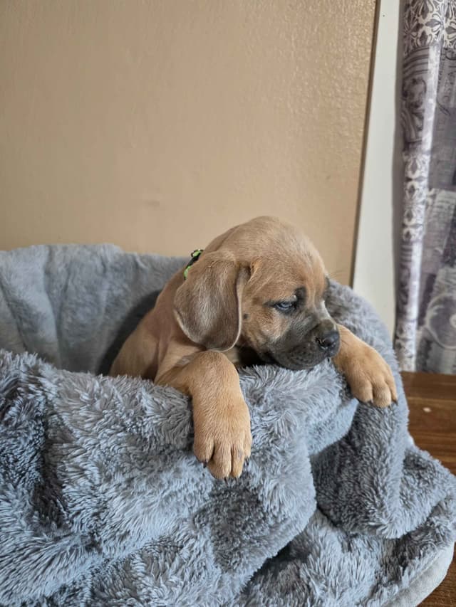 Cane Corso Puppies media 6