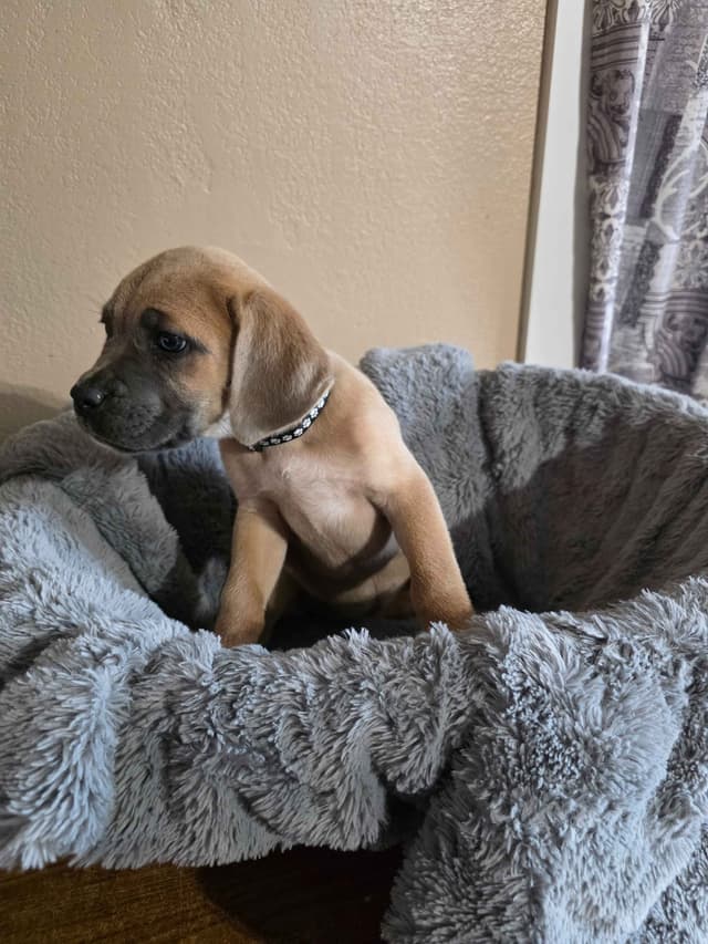 Cane Corso Puppies media 7
