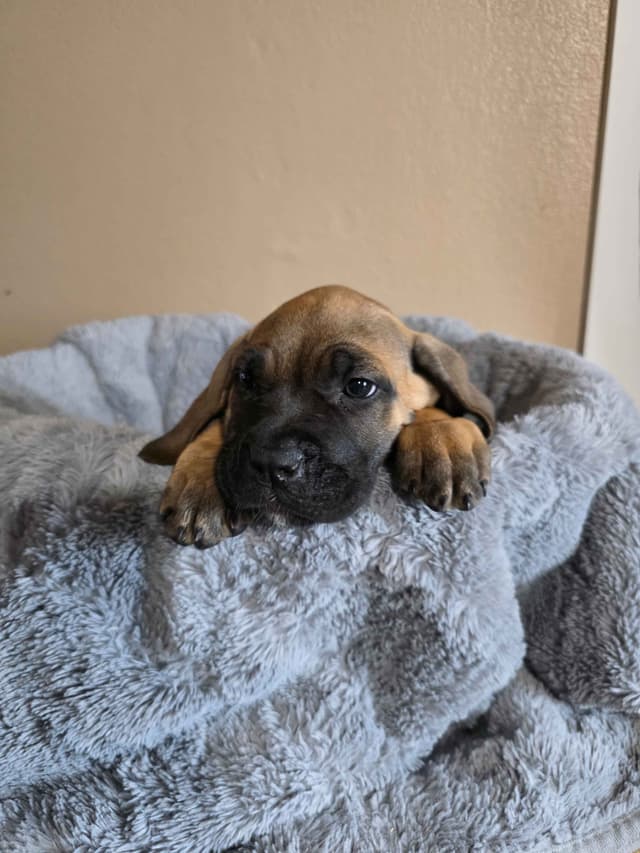 Cane Corso Puppies media 8