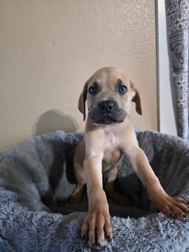 Cane Corso Puppies media 9