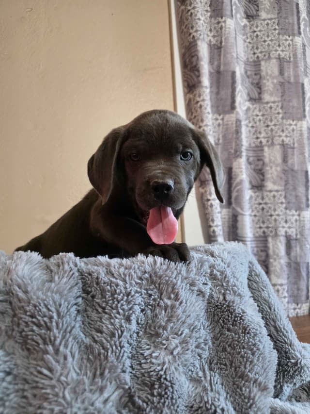 Cane Corso Puppies media 10