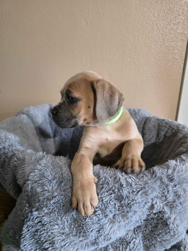 Cane Corso Puppies media 11