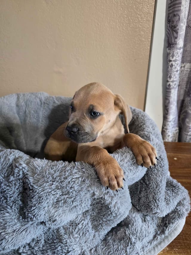 Cane Corso Puppies media 13