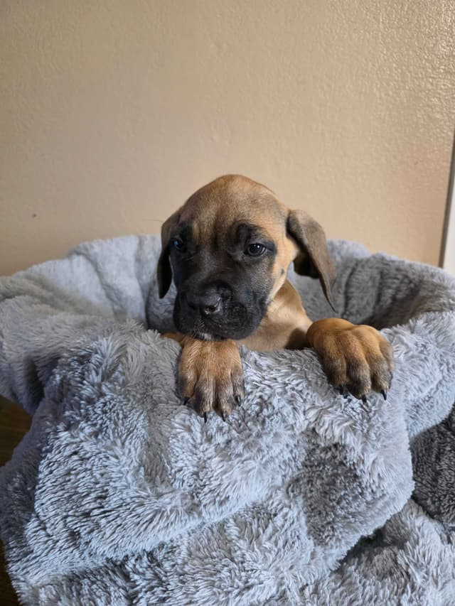 Cane Corso Puppies media 15
