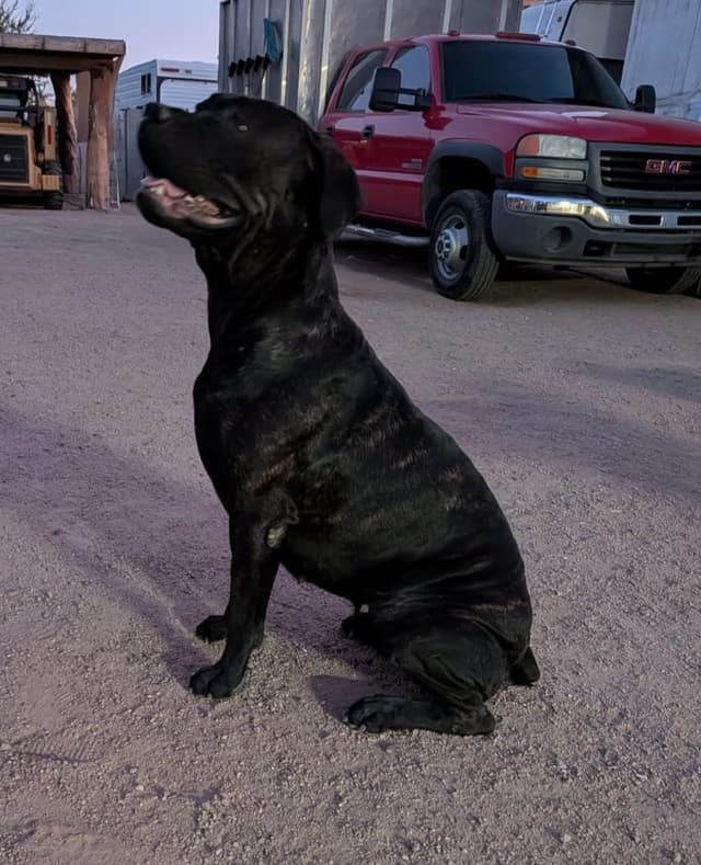 Cane Corso Puppies media 16