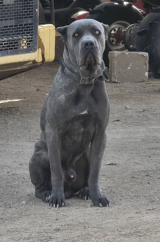 Cane Corso Puppies media 17