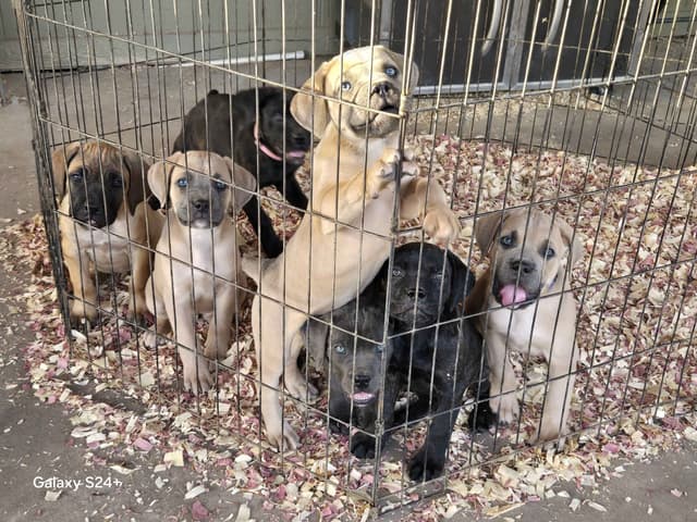 Cane Corso Puppies media 18