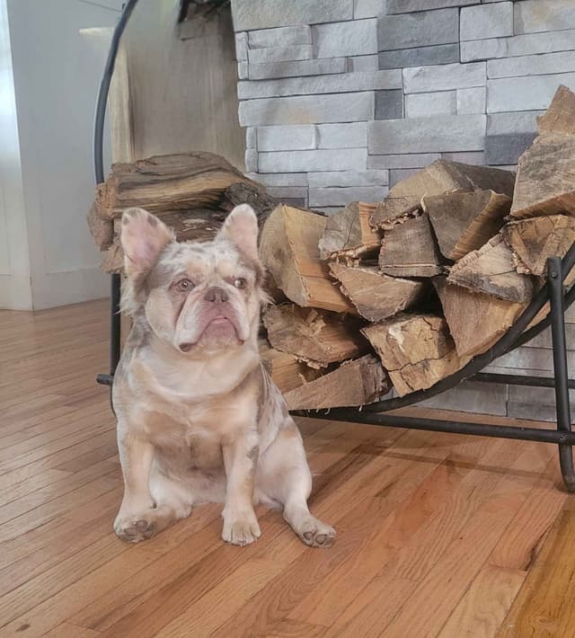 French Bulldog Puppies media 28
