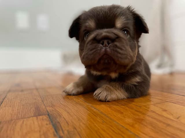 French Bulldog Puppies media 2