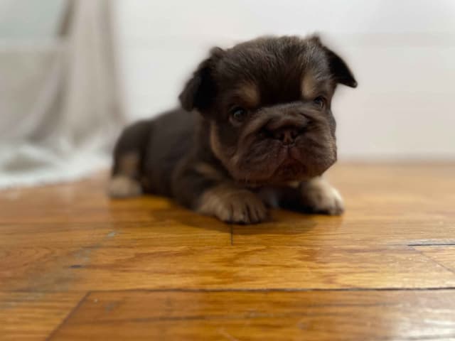 French Bulldog Puppies media 3