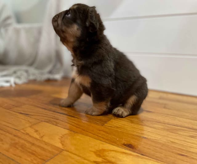 French Bulldog Puppies media 4