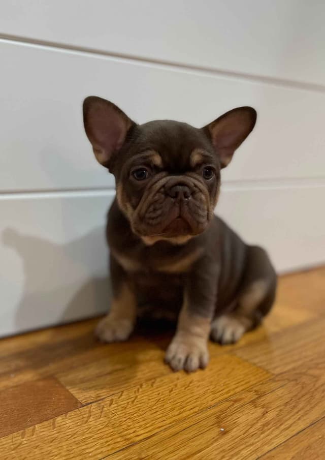 French Bulldog Puppies media 6