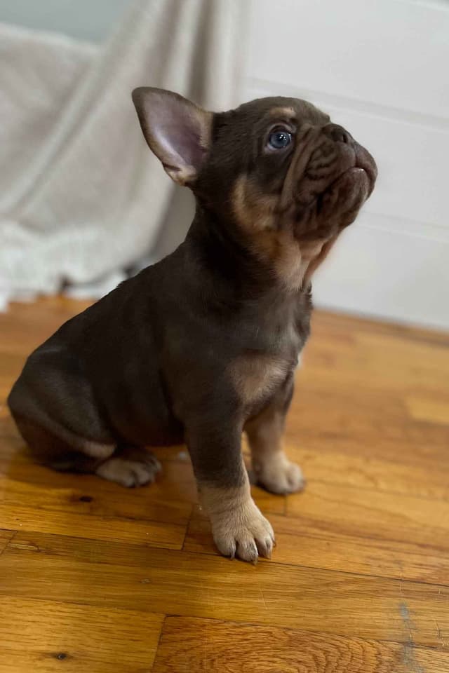 French Bulldog Puppies media 7