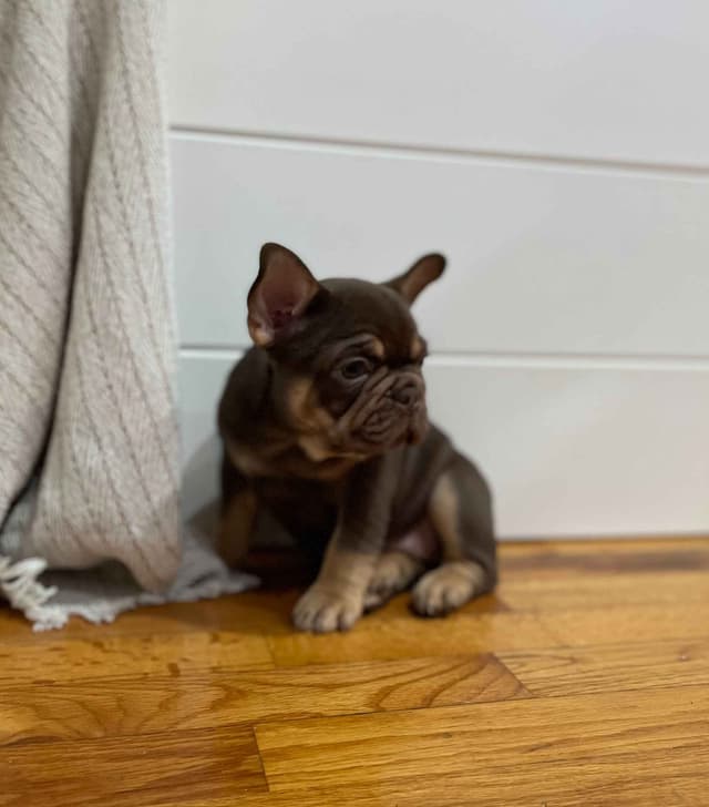 French Bulldog Puppies media 8