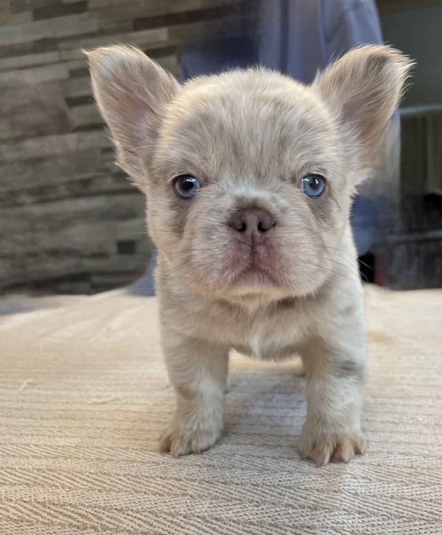 French Bulldog Puppies media 10