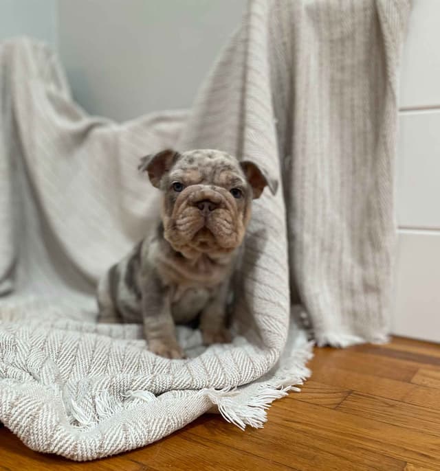 French Bulldog Puppies media 18