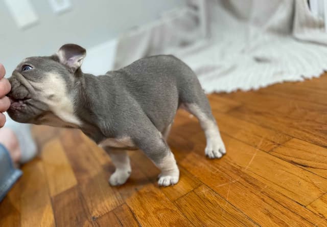French Bulldog Puppies media 12