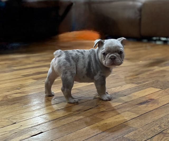 French Bulldog Puppies media 15