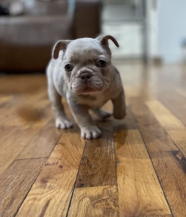 French Bulldog Puppies media 16