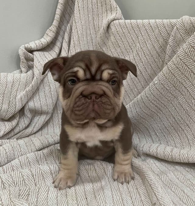 French Bulldog Puppies media 21