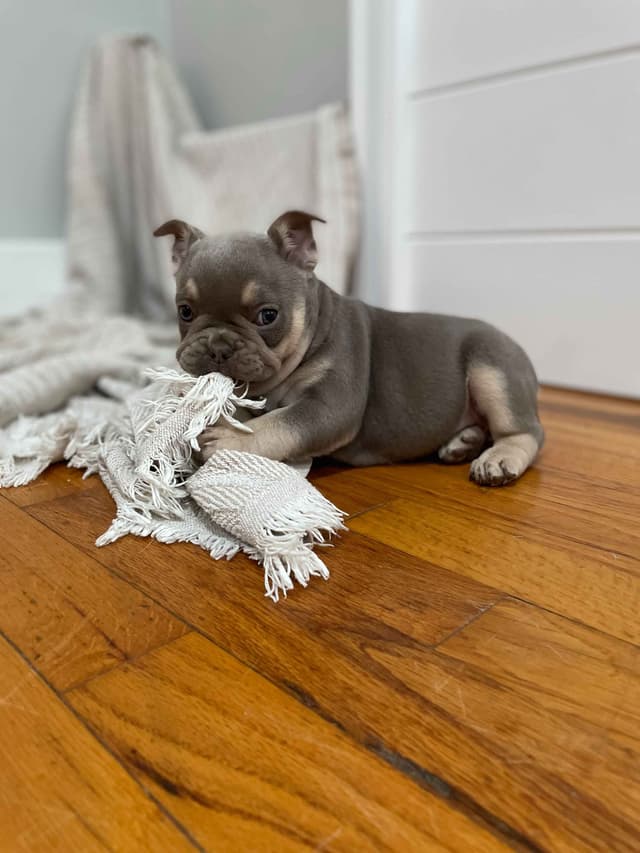 French Bulldog Puppies media 13