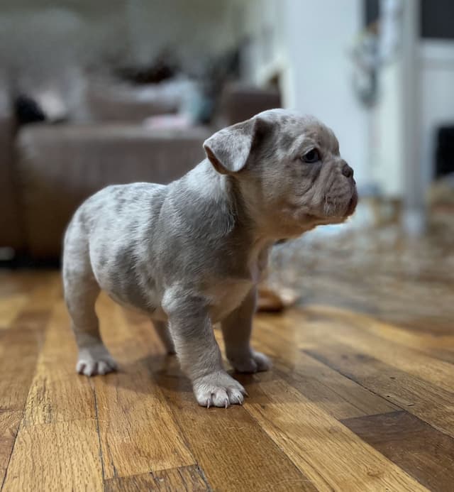 French Bulldog Puppies media 17