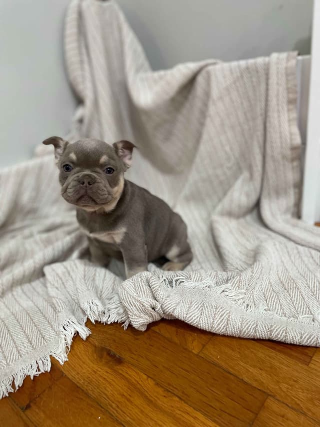 French Bulldog Puppies media 14