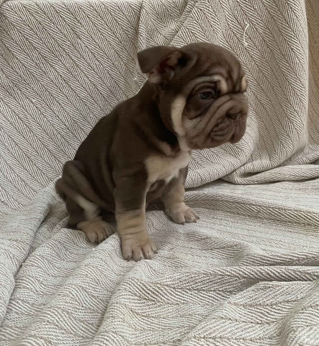 French Bulldog Puppies media 22