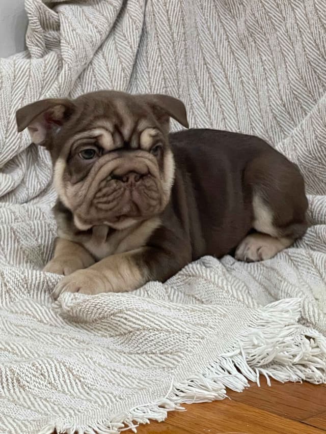 French Bulldog Puppies media 23