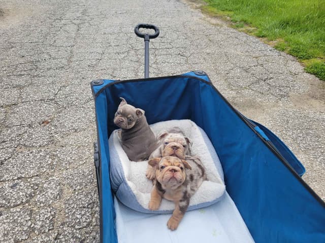 French Bulldog Puppies media 27