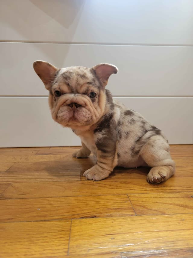 French Bulldog Puppies media 26