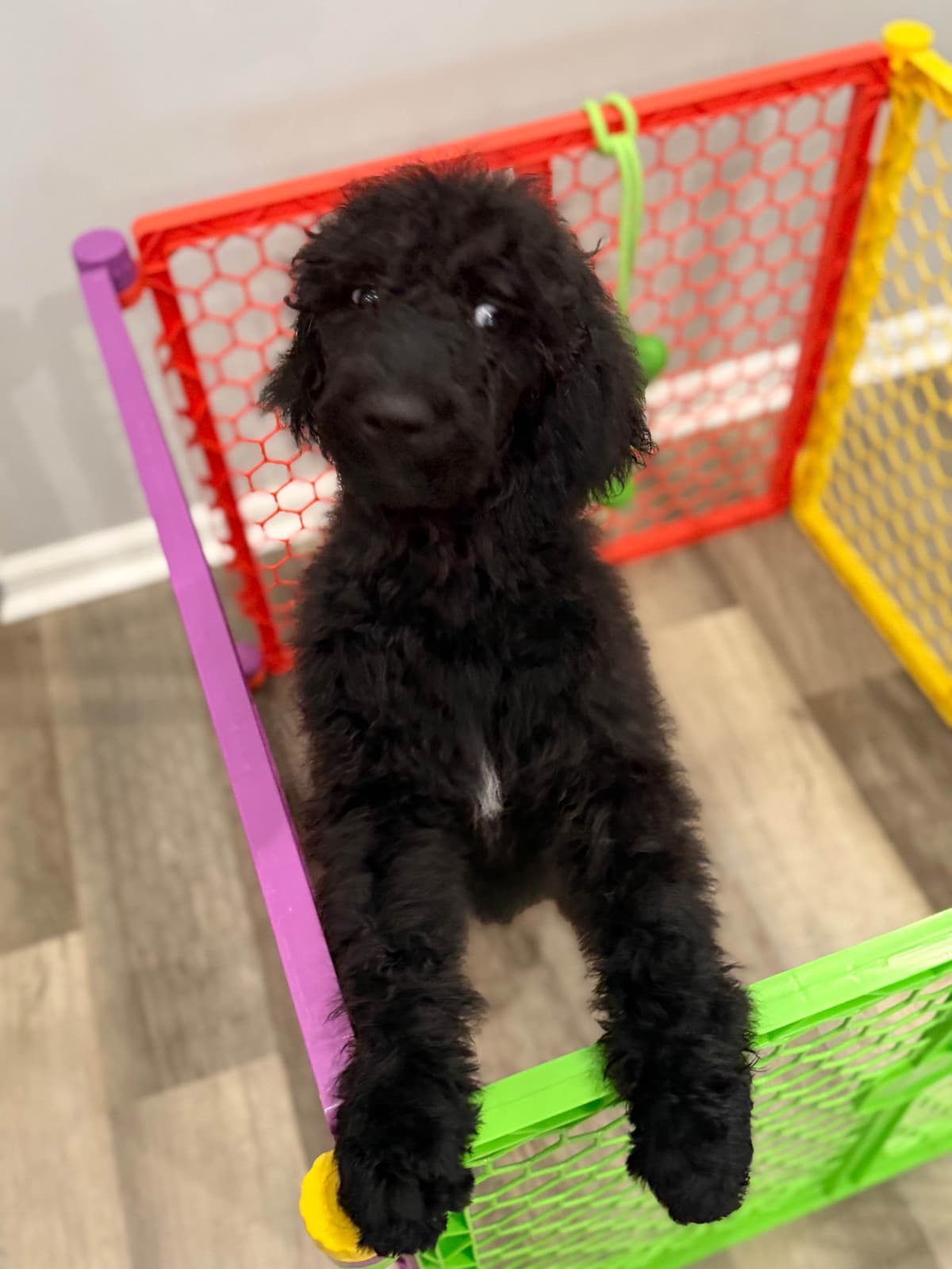 Standard Poodle Puppies breeder image 6