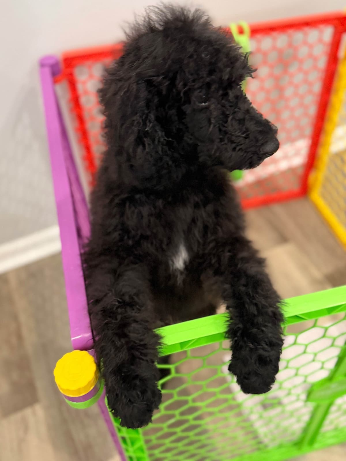 Standard Poodle Puppies breeder image 8