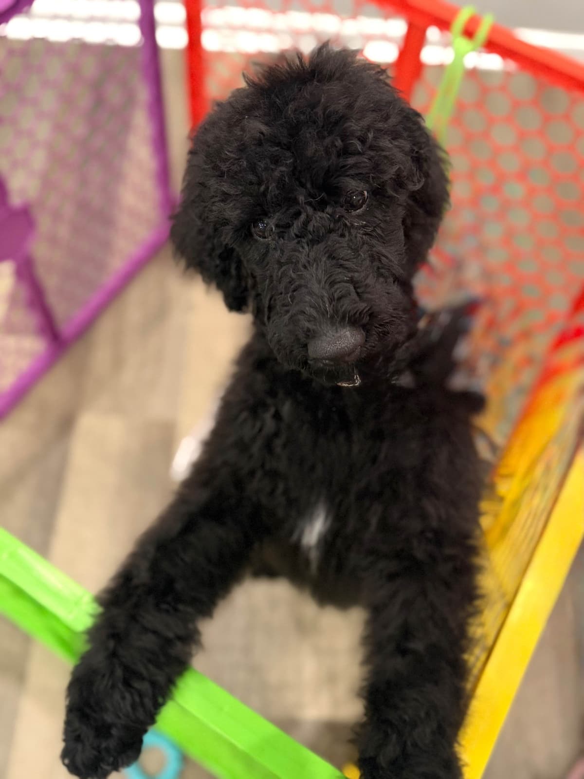 Standard Poodle Puppies breeder image 7